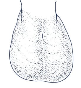 Scrotum-pic-2-274×300-1.jpg Scrotum-pic-2-274x300-1.jpg